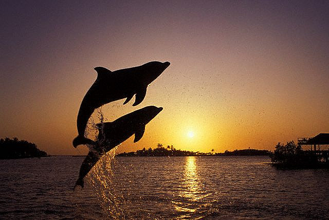 dolphins sunset