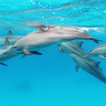 A Pod of Dolphins